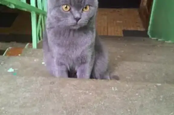 Кот найден в Щёлково, Полевая 10