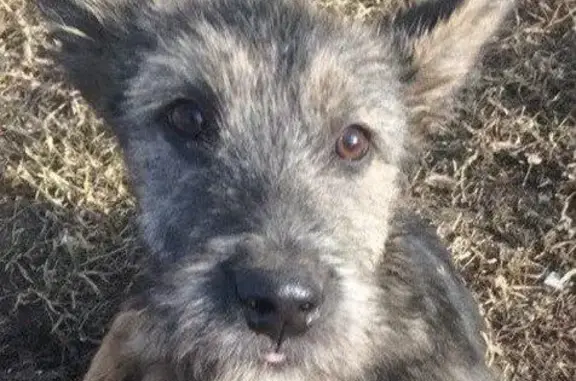 Найден щенок-помесь овчарки в Красноярске