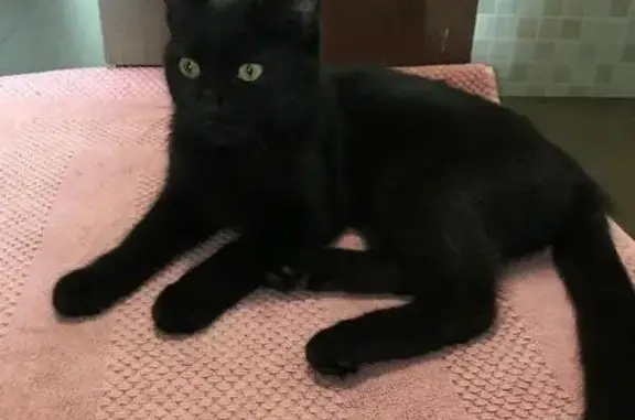Найден чёрный котёнок на ул. Антонова, Саратов
