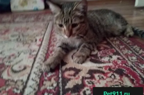 Пропала кошка, найден кот в Заводском р-не, дом 34, ул. 40 лет ВЛКСМ.