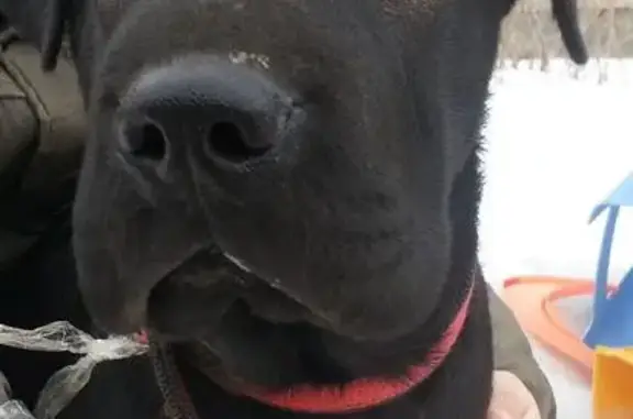 Найдена собака, Нижний Новгород, фото: Собака найдена на улице Ясной в Нижнем Новгороде