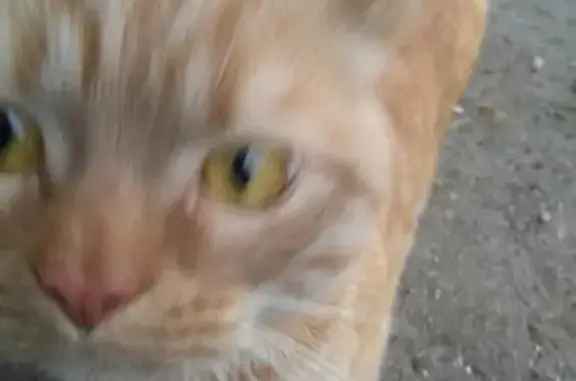 Найден рыжий кот в Ярославле, Ленинский район