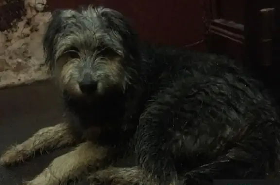 Найдена собака в Северном Бутово, ждет хозяев