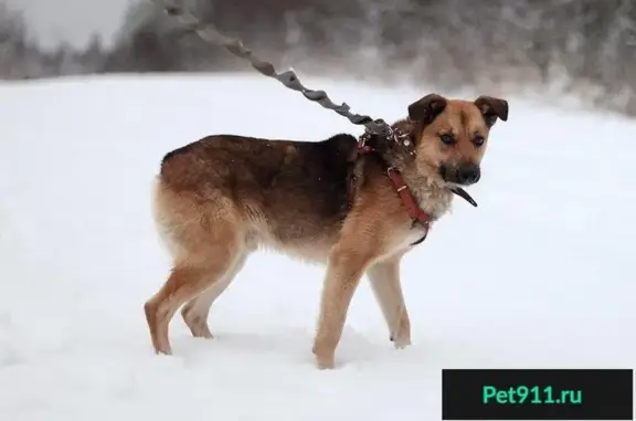 Пропала собака ВНИМАНИЕ Петрозаводск.