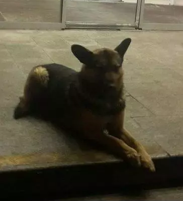 Найдена собака на ул. Каховка, Москва