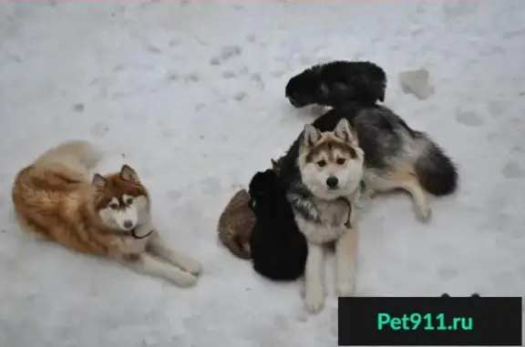 Пропали собаки в Всеволожском районе: рыжая хаски Фокс и черный метис хаски с овчаркой.