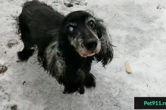 Найдена старая собака в Кировском районе, Русский спаниель, звонить Людмиле
