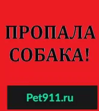 Пропала собака Лайма в СЗ районе, ул. Тотмина 8б