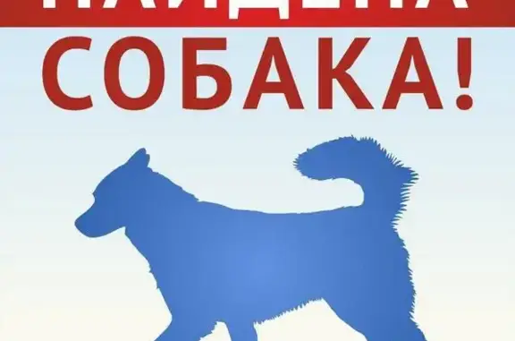 Найдена собака на Парковой 16, Красноярский край