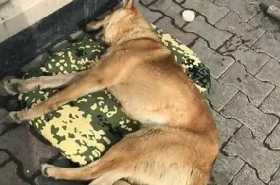Найдена собака возле ТРЦ Мегаполис на Уктусе