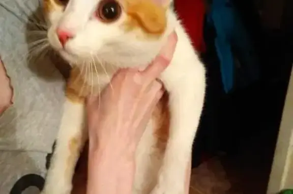 Найден рыжий кот (Химмаш, Екатеринбург)