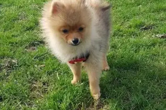 Пропала собака Джек в Прохладном, Кабардино-Балкарской Республике