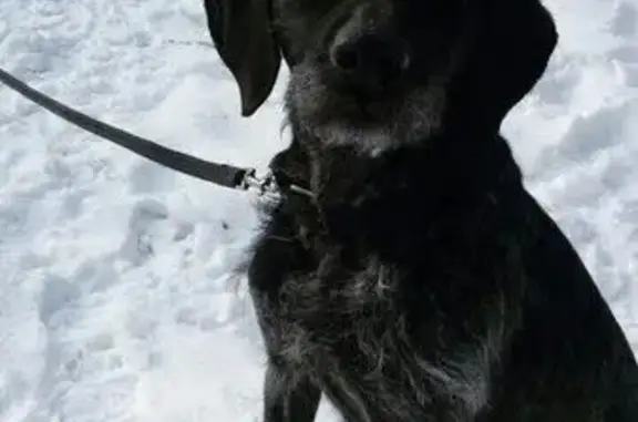 Найдена собака в Пирогово, Свердловская обл.