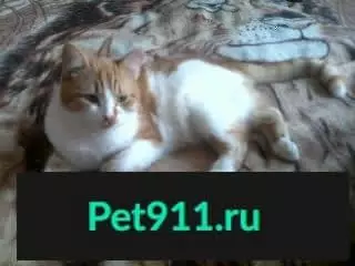 Пропала кошка на ул. Тухунской #Потеряшка_найденыш