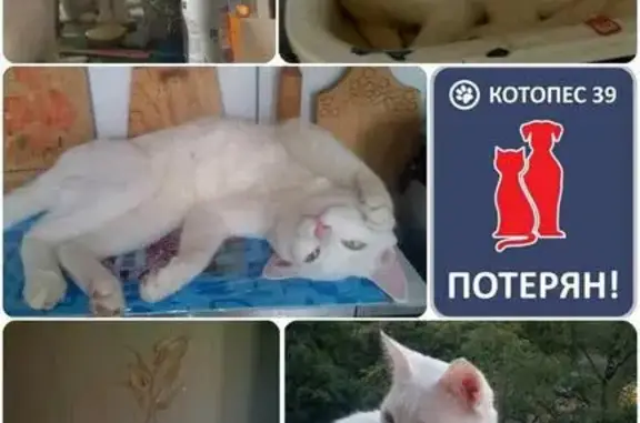 Пропал кот в Калининграде #ПОТЕРЯН_КОТОПЕС39