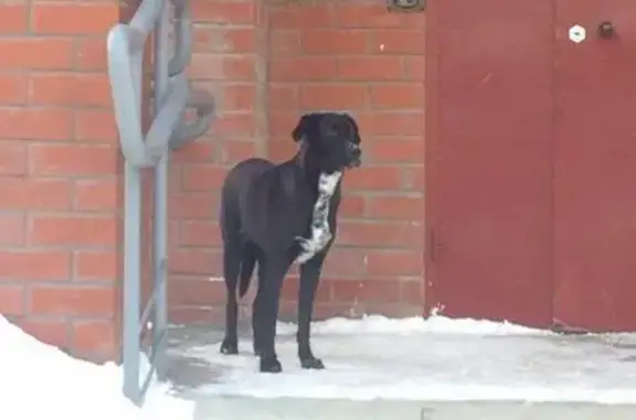 Найдена собака у подъезда на Бушмакина 96 в Перми