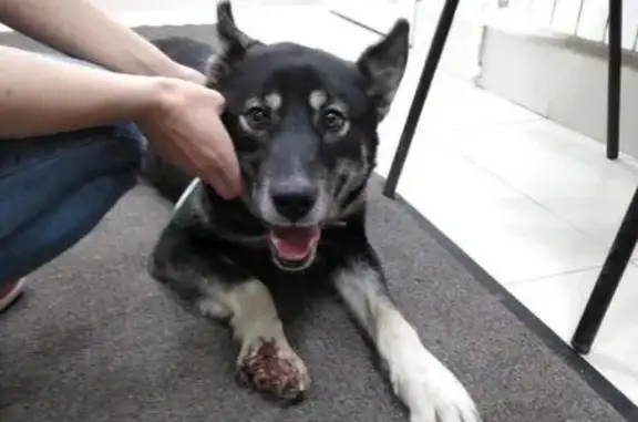 Найдена собака с раненой лапкой на ул. Мадонской, Орехово-Зуево