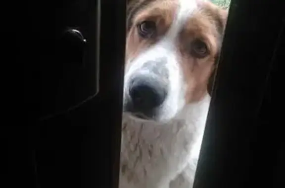 Найдена собака в районе Шапсугского водохранилища на дачах Хуаде