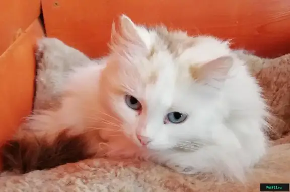 Найдена голубоглазая кошка в Озёрском районе МО