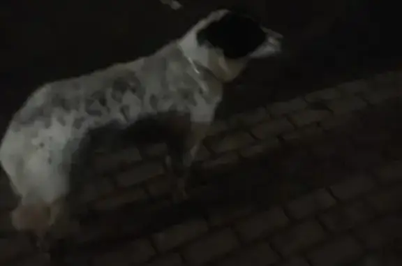 Найдена собака в Ярославском районе, Москва