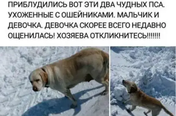 Найдены собаки на Красноглинском шоссе, Самара!