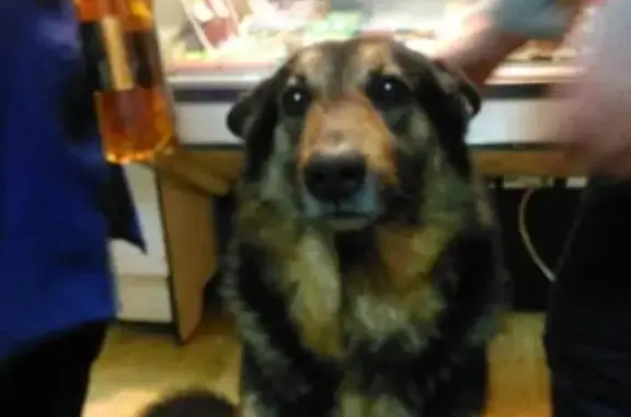 Собака найдена в Мурманске, ищем хозяина.