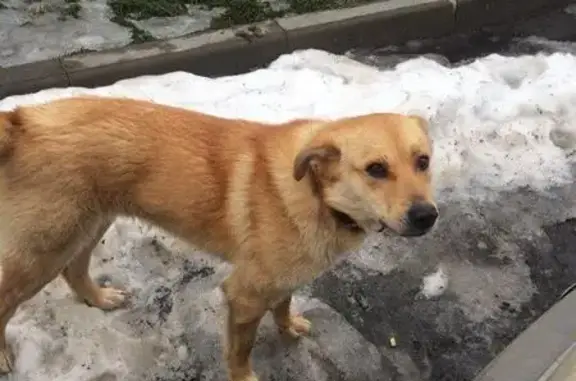 Найден добрый пёс в Брянске, ищет дом