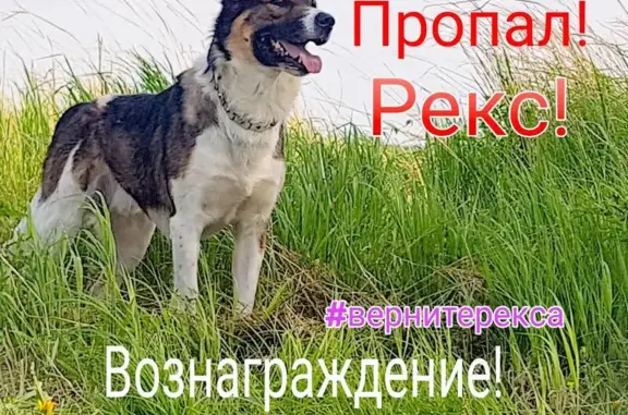 Собаки потеряшки, село Ракитное, фото: Потеряшка собака Рекс в с. Ракитное, Хабаровский край