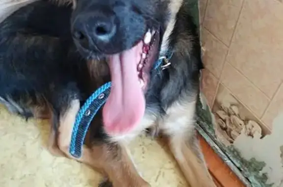 Найден щенок Макс в Брянске, ищет дом