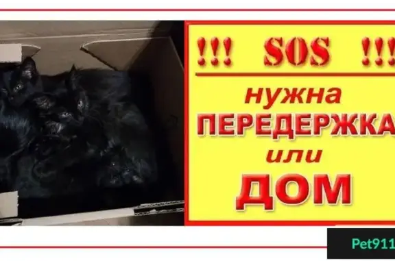 Найдены четыре черных котенка в Оренбурге - нужна передержка или дом!