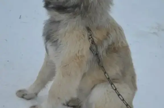 Найдена собака Лёва в Нефтеюганске