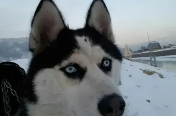 Пропала собака Хаски в Горно-Алтайске!