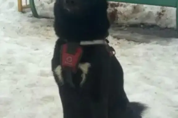 Найдена собака на Молодёжной улице, Реутов