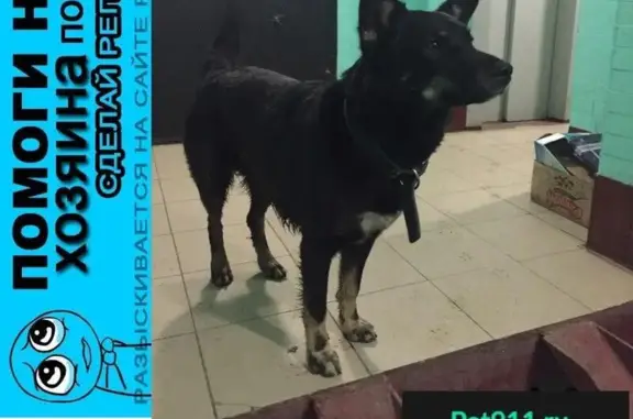 Пропала собака в Москве, Чертаново Южное - нужна помощь!