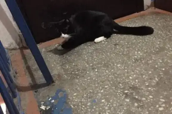 Найдена кошка на Красной Рабе, ищет квартиру (Красноярск)