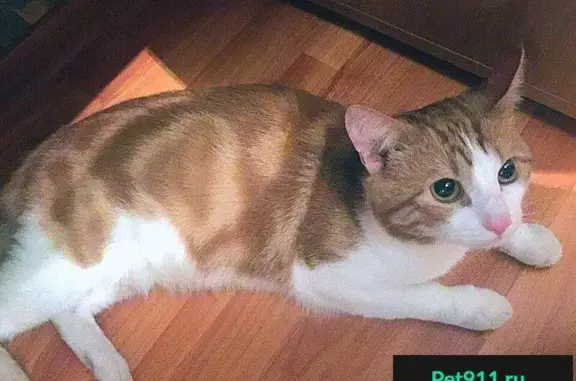 Найдены кошки в Москве