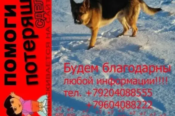 Пропала собака в Южном микрорайоне Семилук, Россия