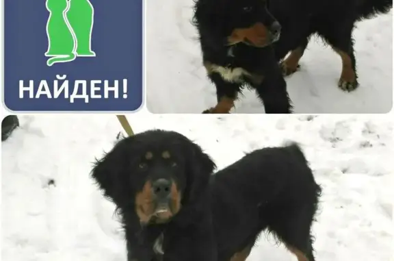 Найдена собака в Калининграде