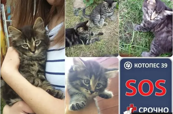 Котята ищут дом в Калининграде