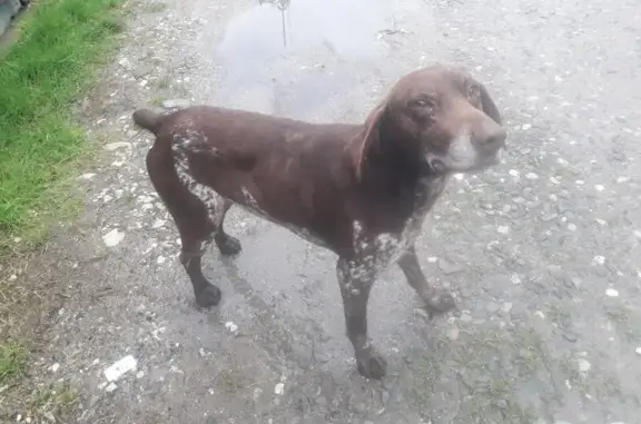 Найденные животные Семеновка, фото: Пропала собака в Сочи, село Семёновка, Измайловская улица