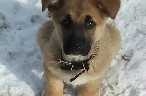Пропала собака Фаня на ул. Совхозная, Орехово-Зуево.