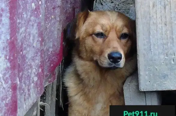 Собака ищет дом в Санкт-Петербурге