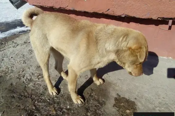 Найдена собака на ул. Красной в Кемерово