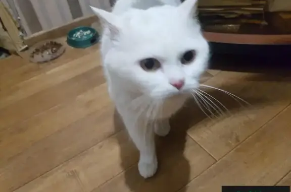 Пропала кошка в Ишимбае, Мира 8!