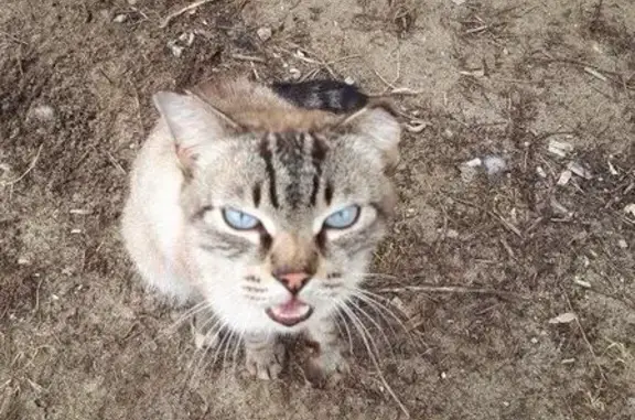 Найдена кошка в Орехово-Зуево!