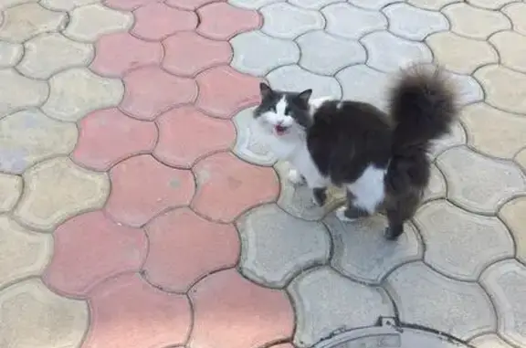 Найден кот в Севастополе на ул. Дыбенко
