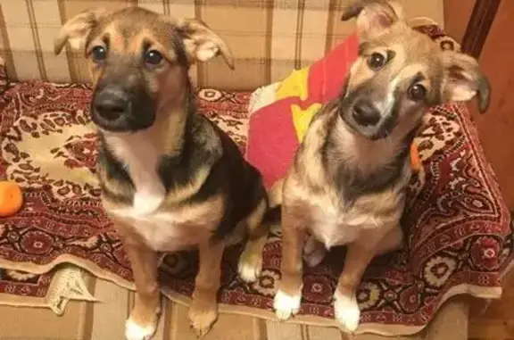 Найдены две щенки в Белгороде, ищут дом