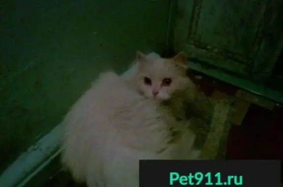 Найдена кошка #Магнитогорск #Потеряшка@zoo_mgn