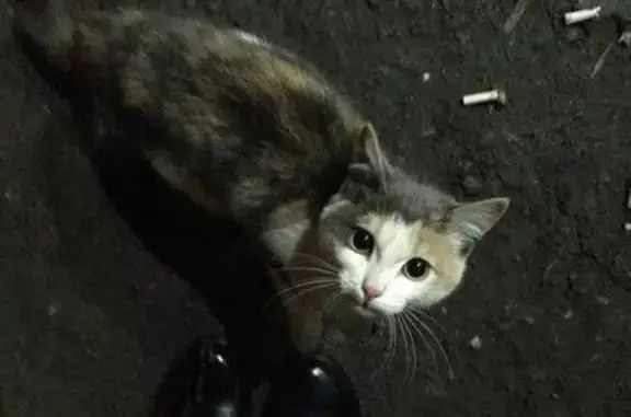 Найден котёнок в Ивановской области