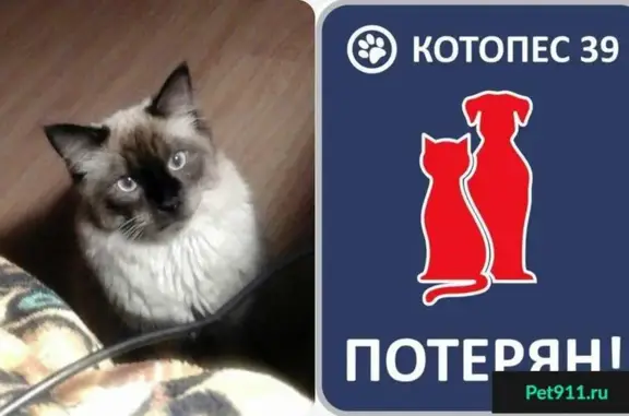 Пропала кошка на ул. Орудийной 12 в Калининграде #ПОТЕРЯН_КОТОПЕС39